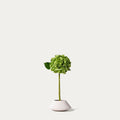 Light green hydrangea-FLOW-PDP
