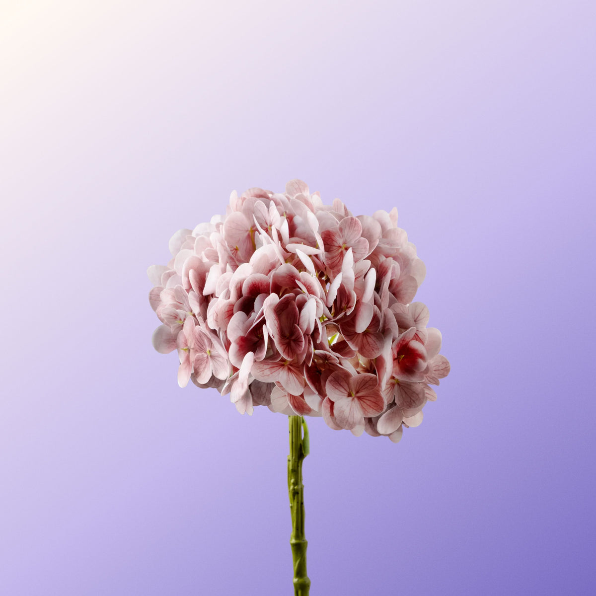 Light pink hydrangea-DET-PDP