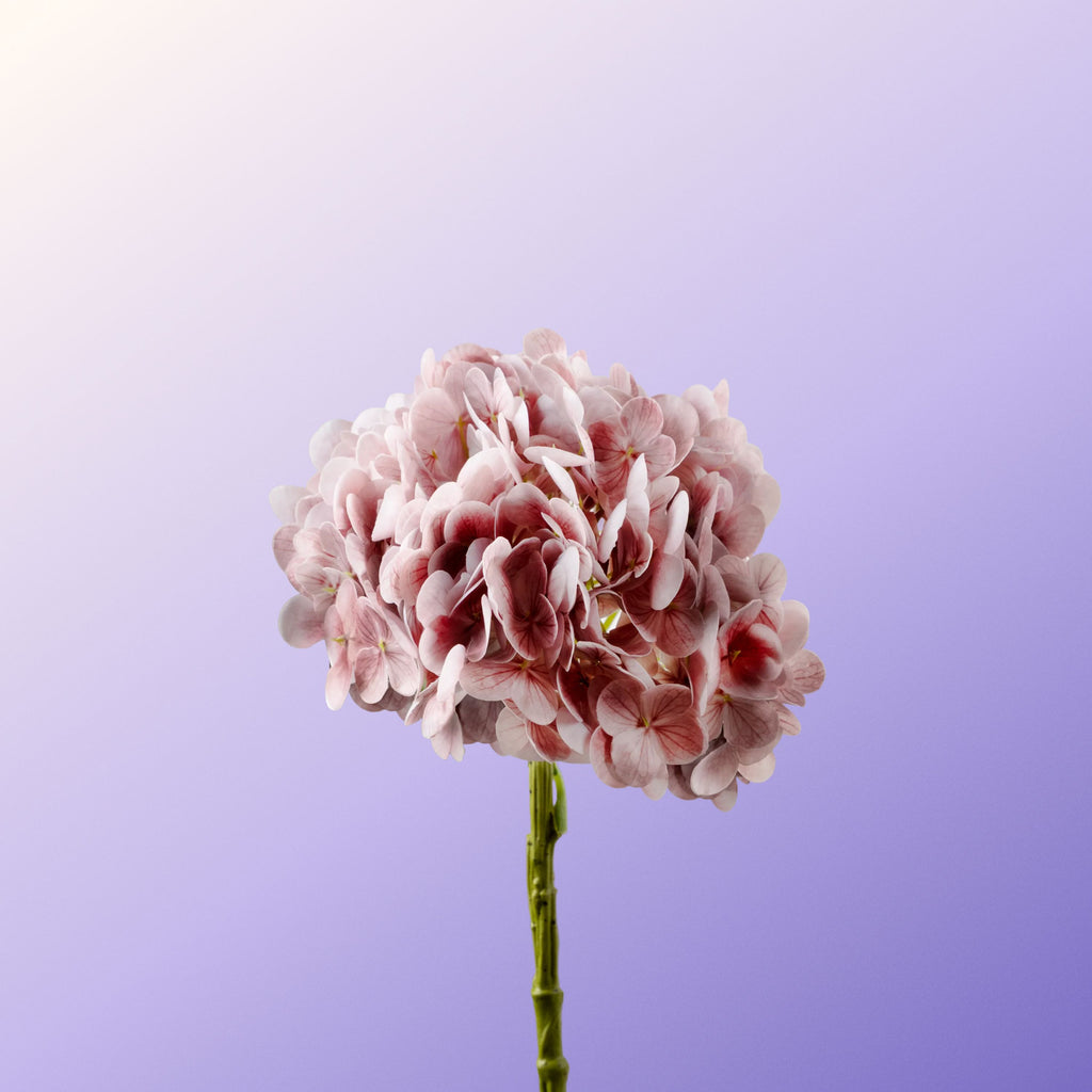 Light pink hydrangea-DET-PDP