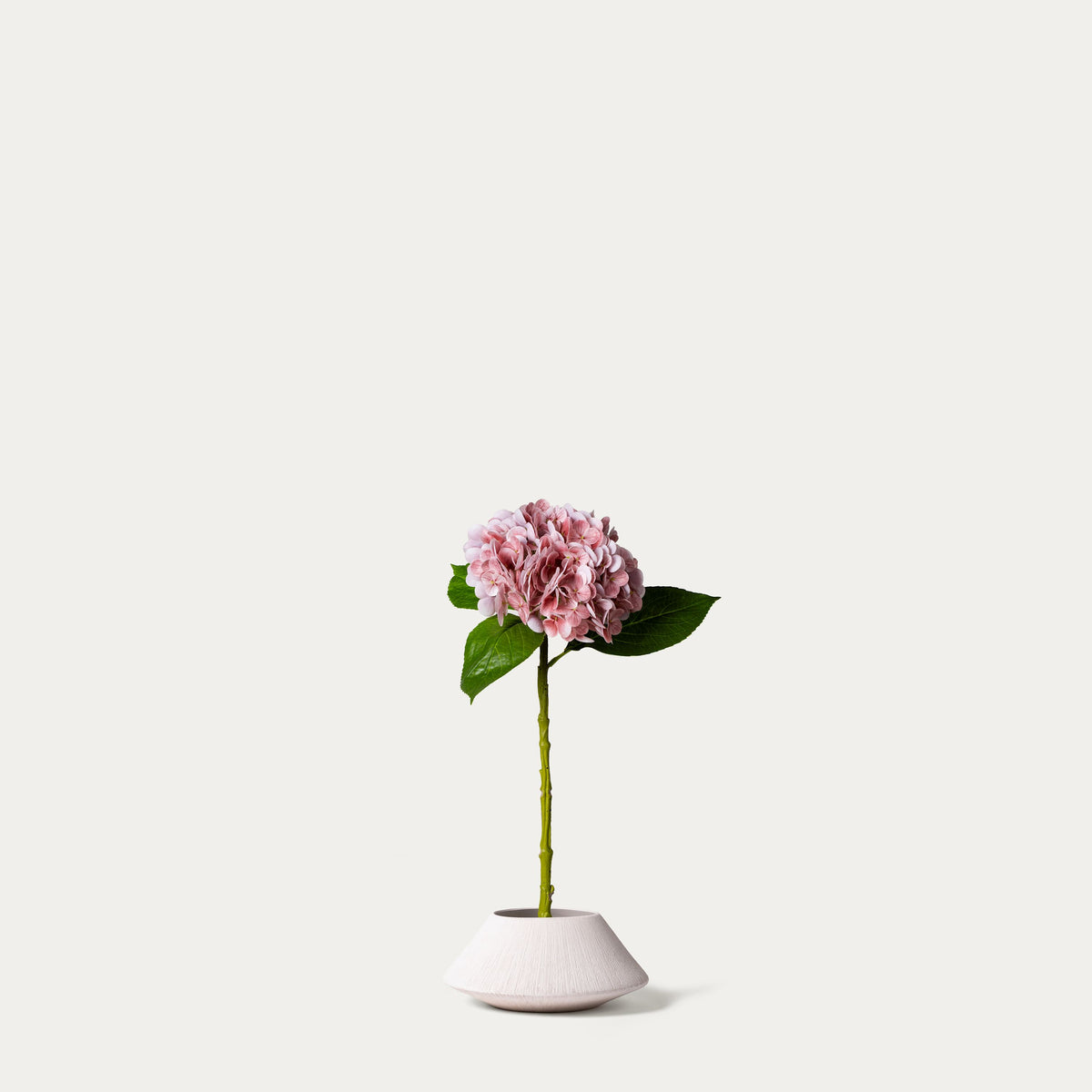 Light pink hydrangea-FLOW-PDP