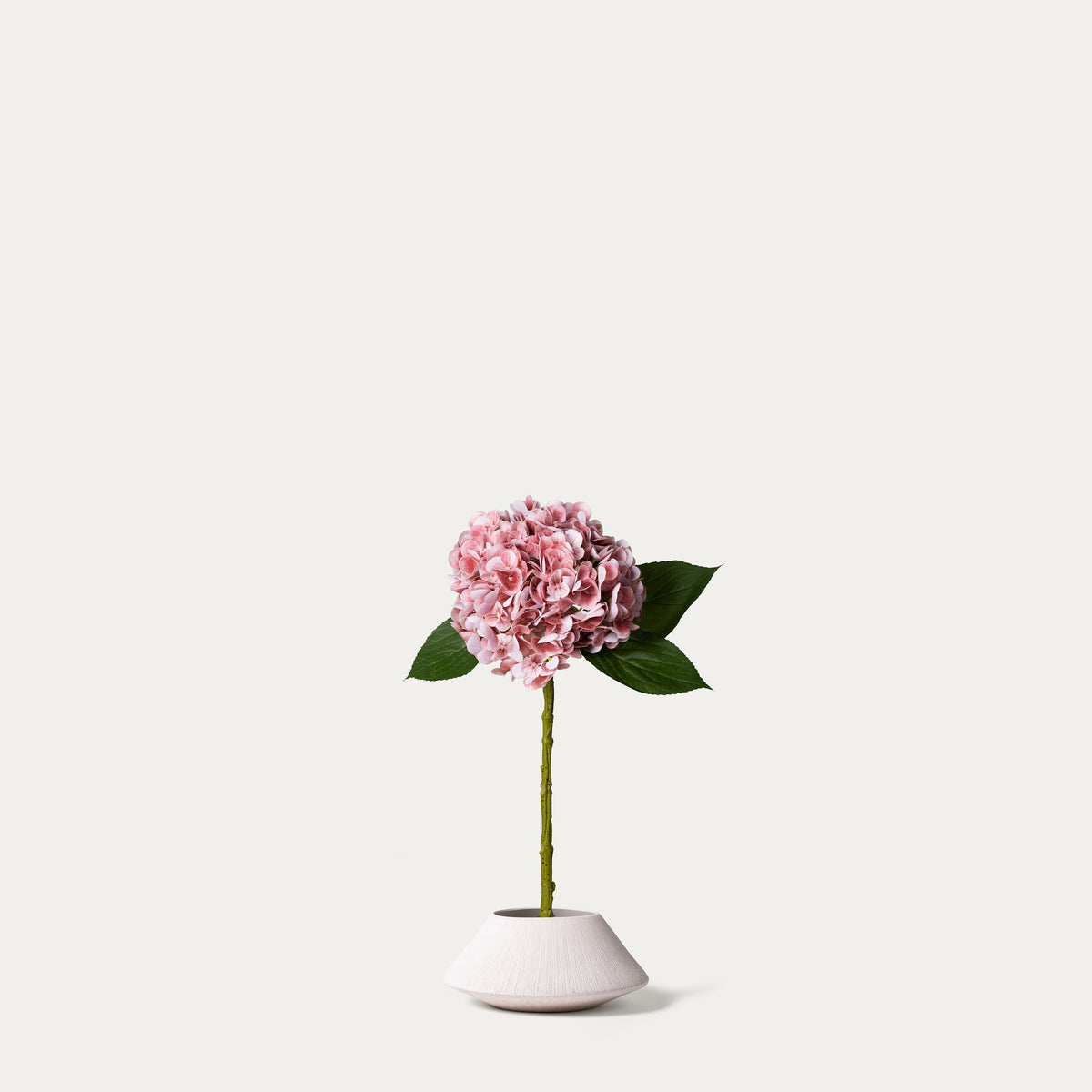Light pink hydrangea 2-FLOW-PDP