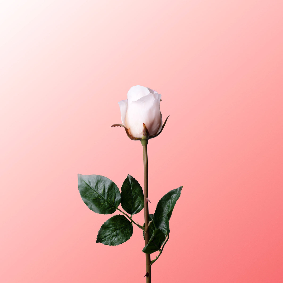 Lightpink Rose-DET-PDP