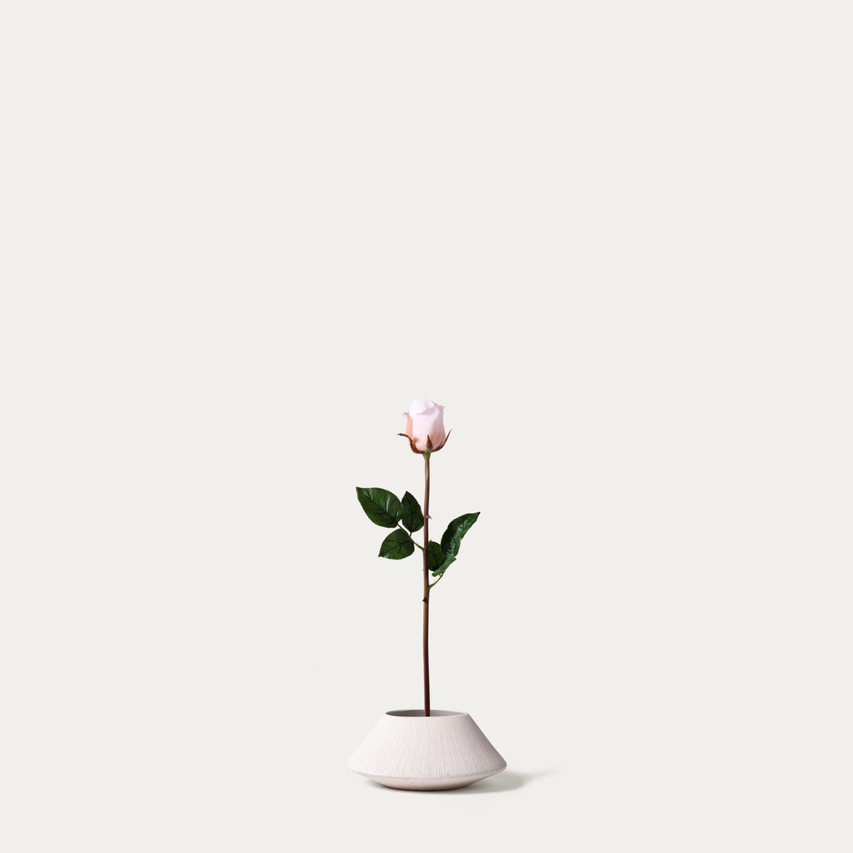 Lightpink Rose-FLOW-PDP