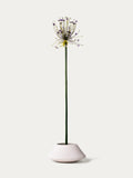 Lilac allium-FLOW-PDP