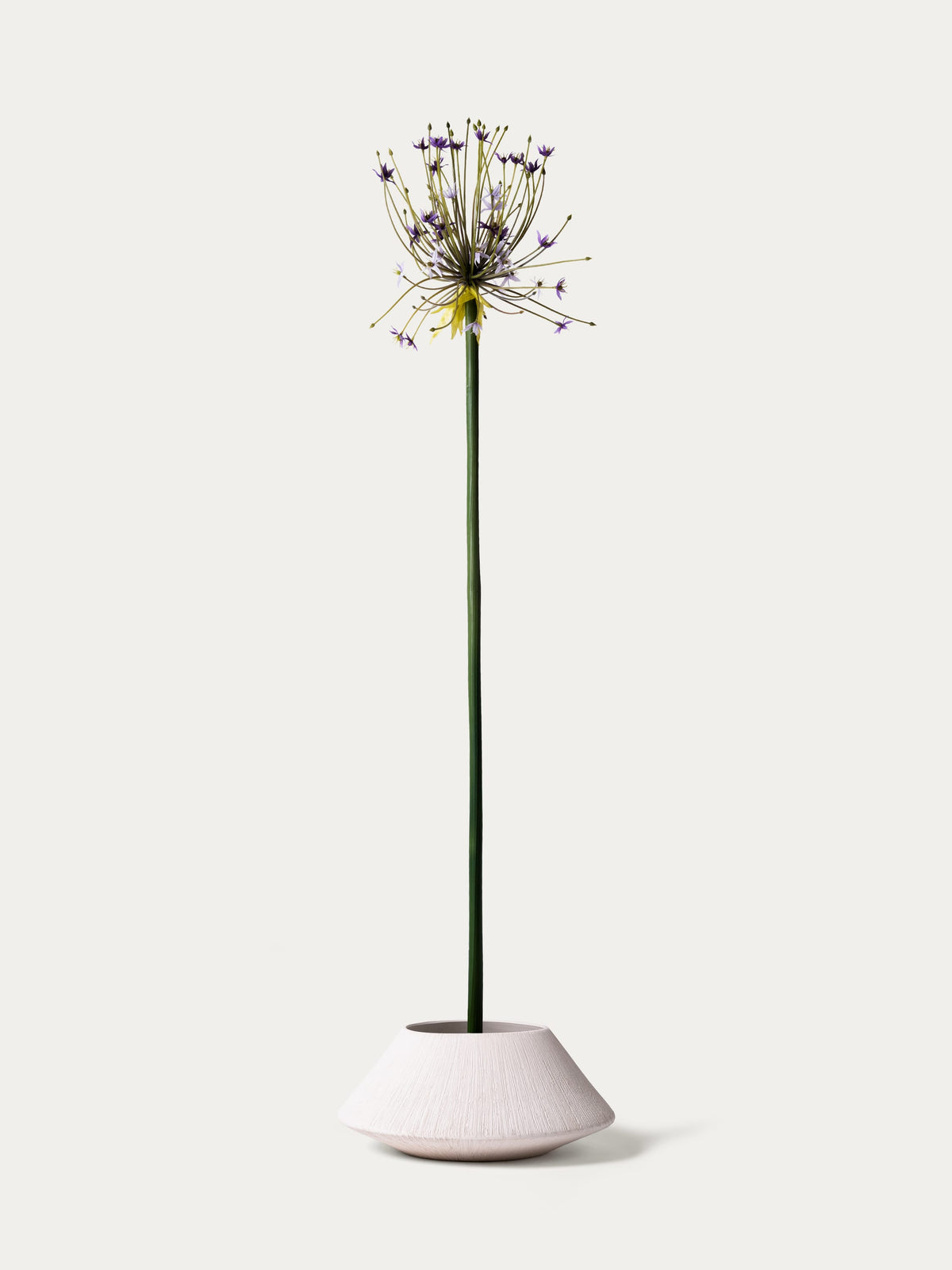 Lilac allium-FLOW-PDP