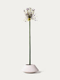 Lilac allium