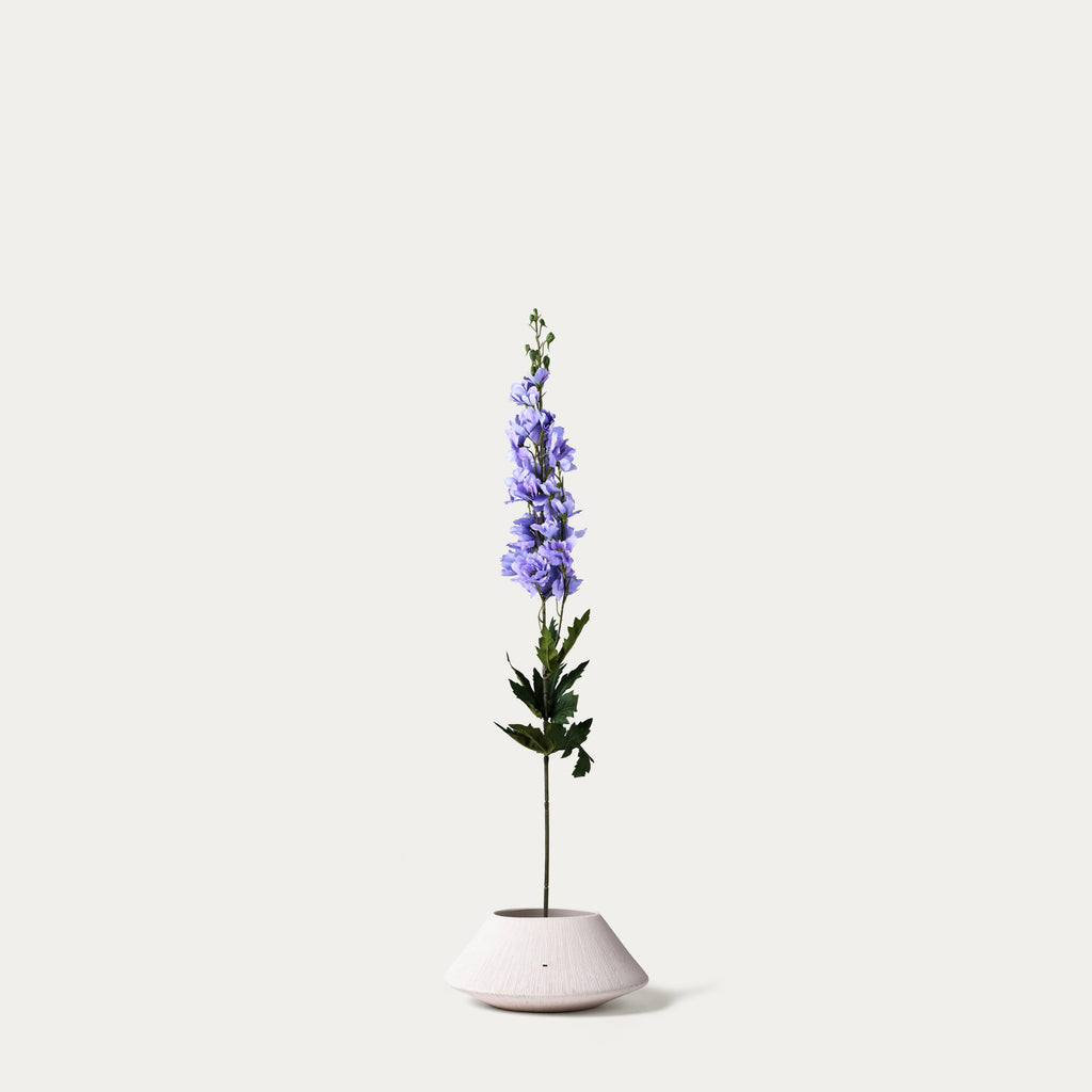 Lilac delphinium-FLOW-PDP
