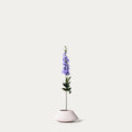Lilac Delphinium