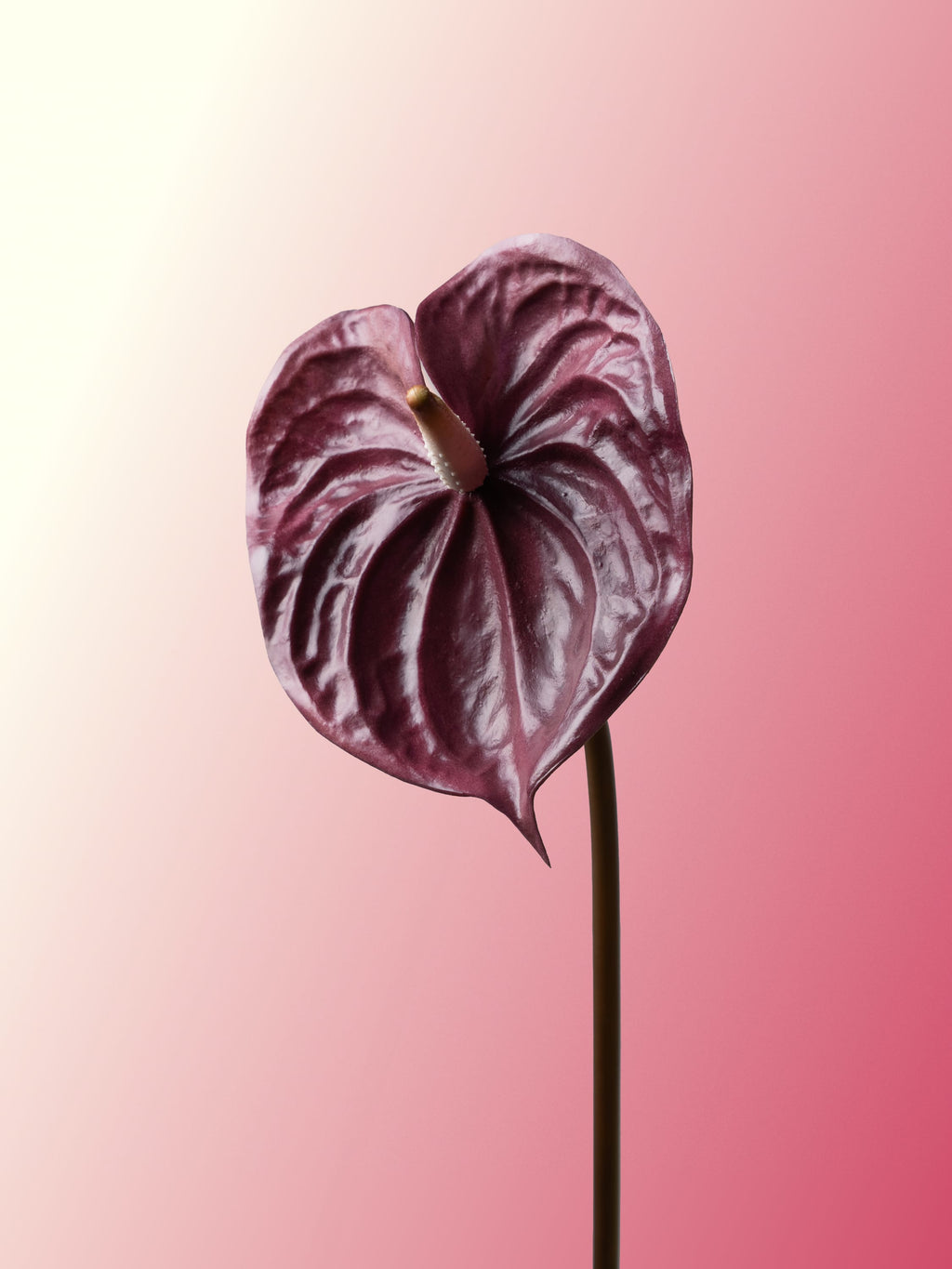 Mauve anthurium-DET-portrait