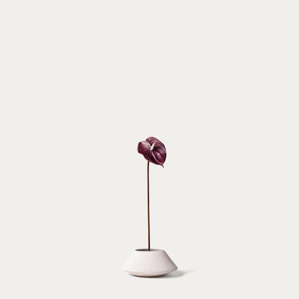 Mauve anthurium-FLOW-PDP