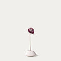 Mauve anthurium-FLOW-PDP