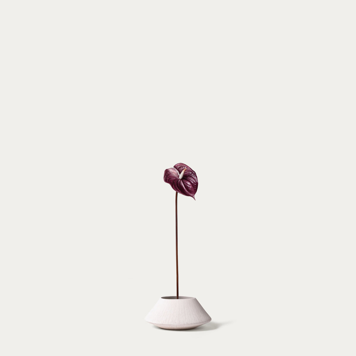 Mauve anthurium-FLOW-PDP