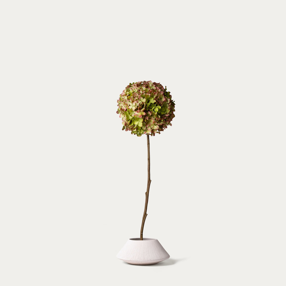 Mauve green hydrangea-FLOW-PDP