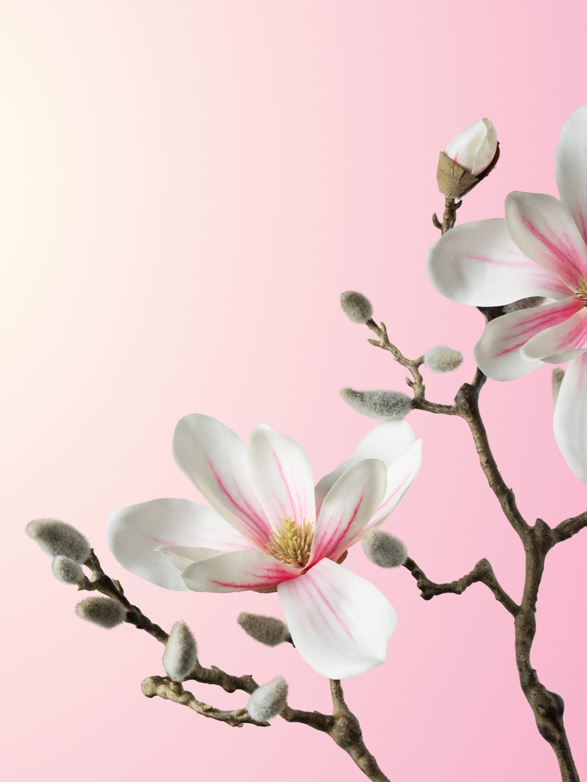 Mauve magnolia-DET-portrait