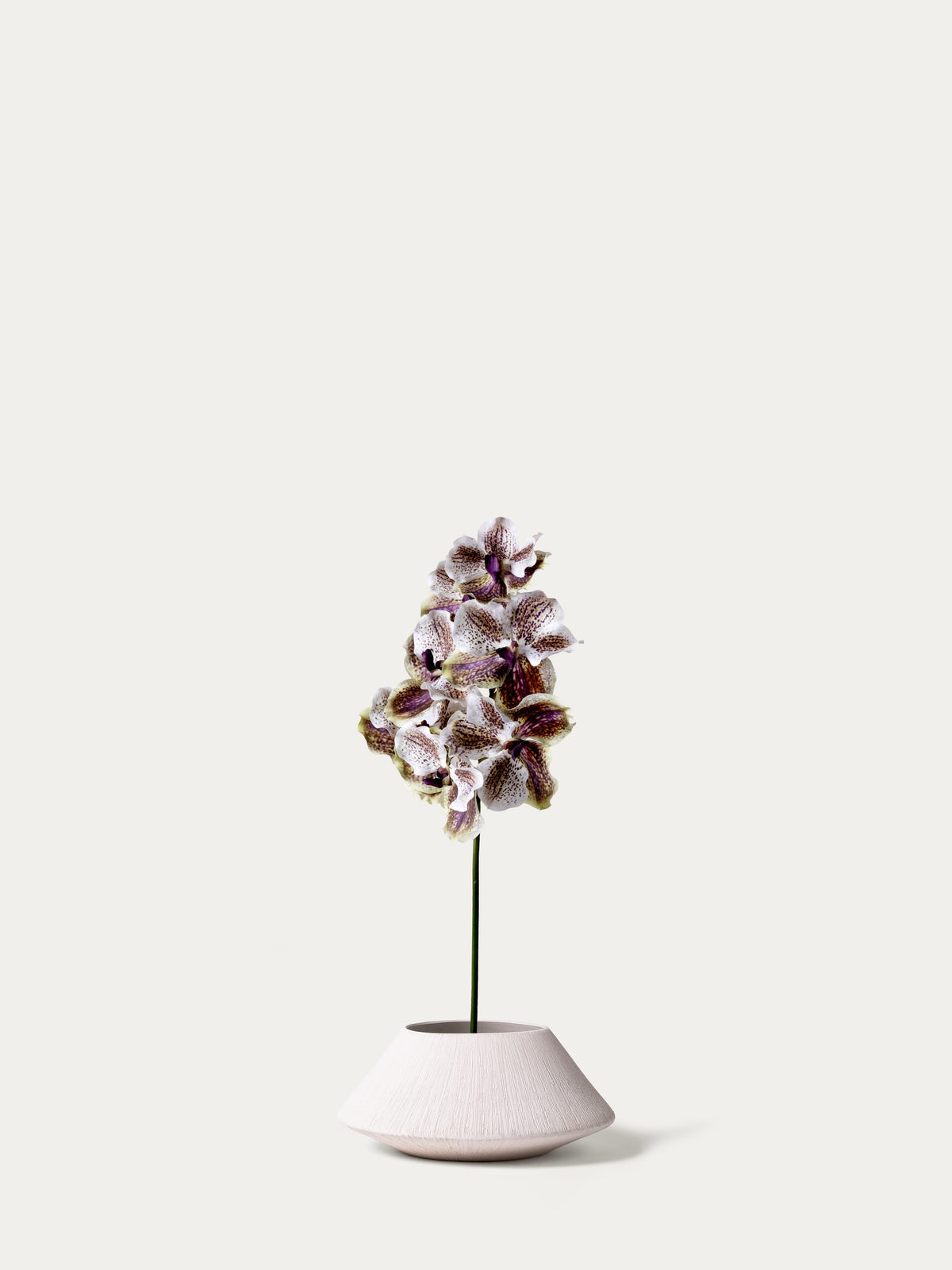 Mauve vanda orchid-FLOW-PDP