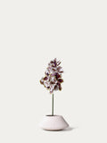 Mauve vanda orchid