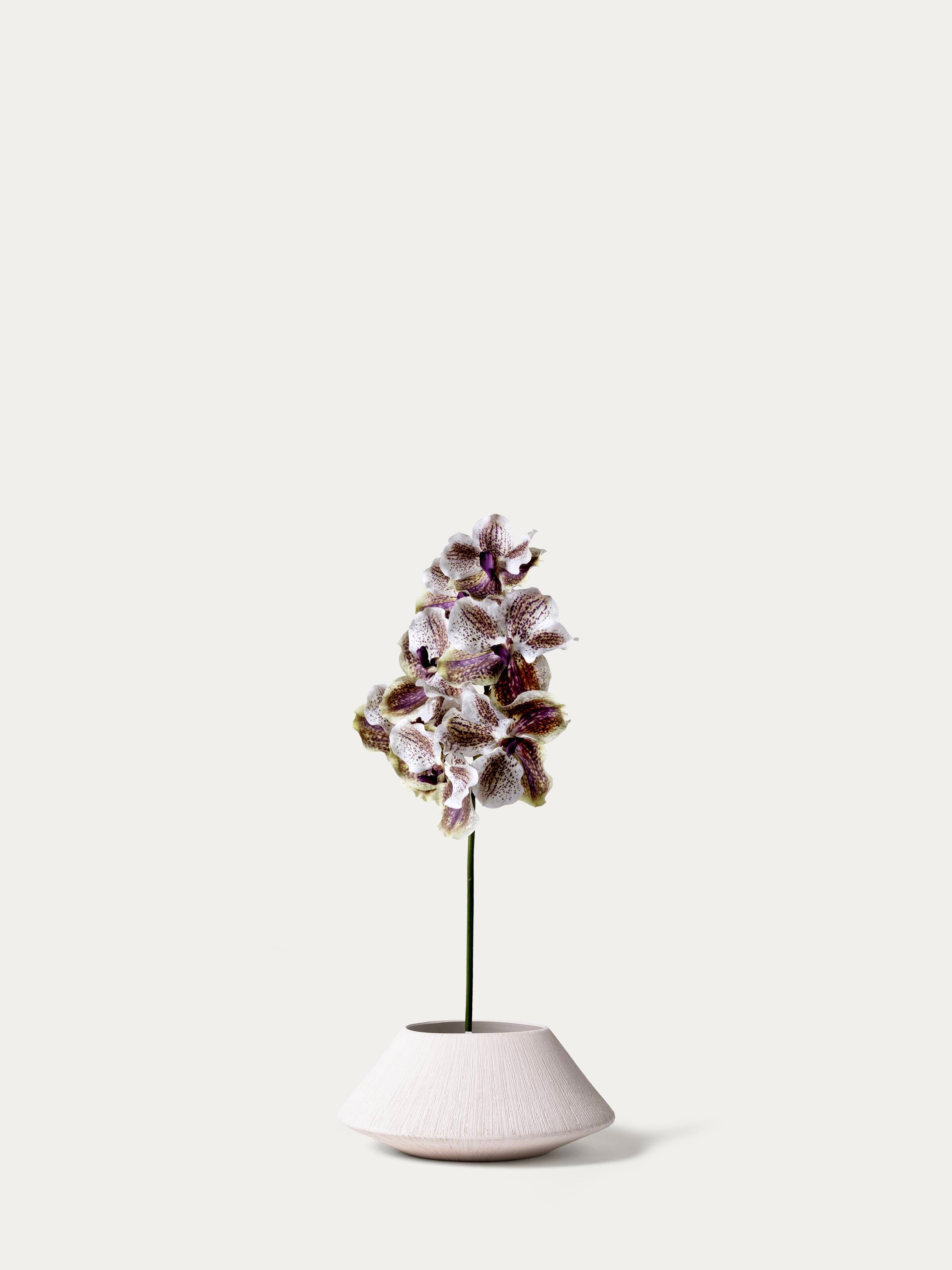 Mauve vanda orchid