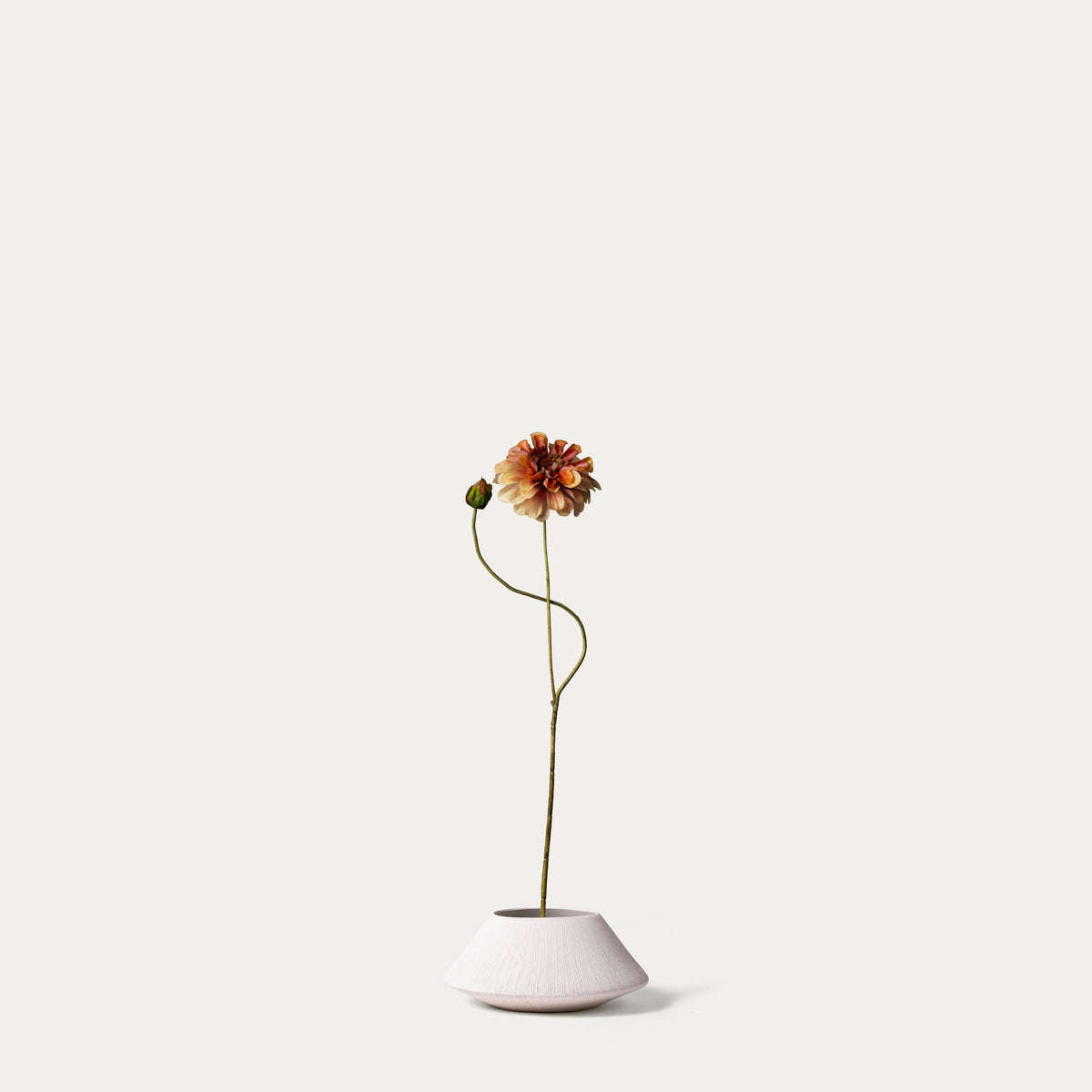 Mauve zinnia-FLOW-PDP