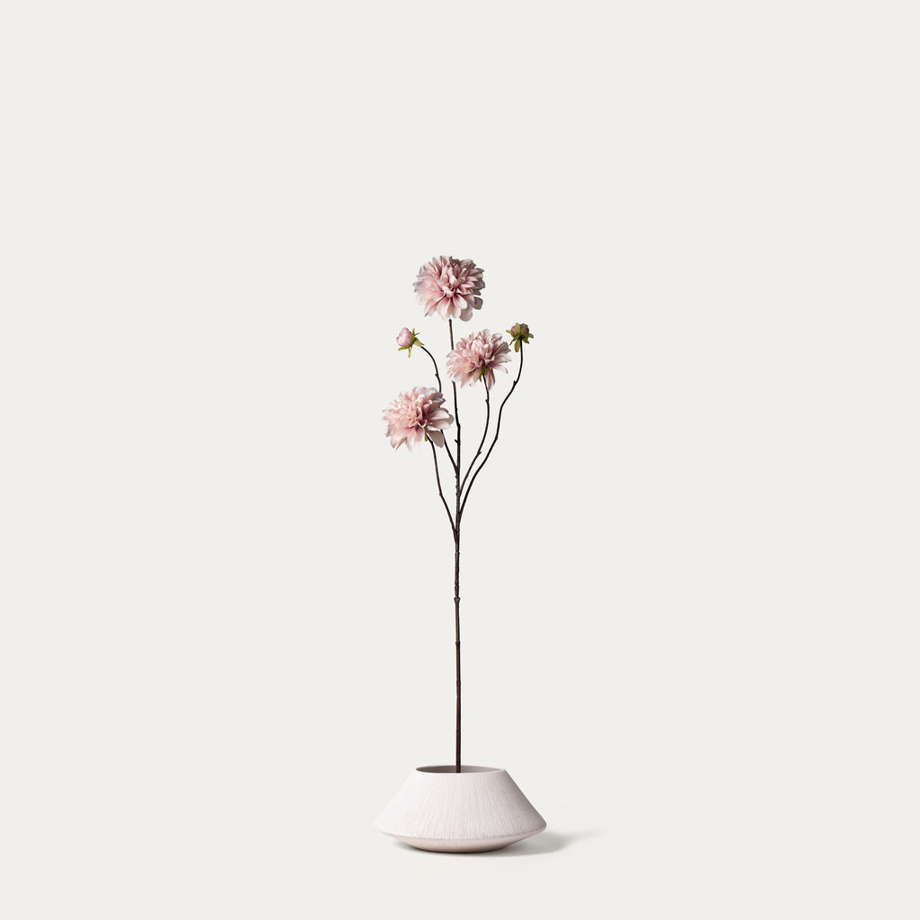 Old pink dahlia-FLOW-PDP