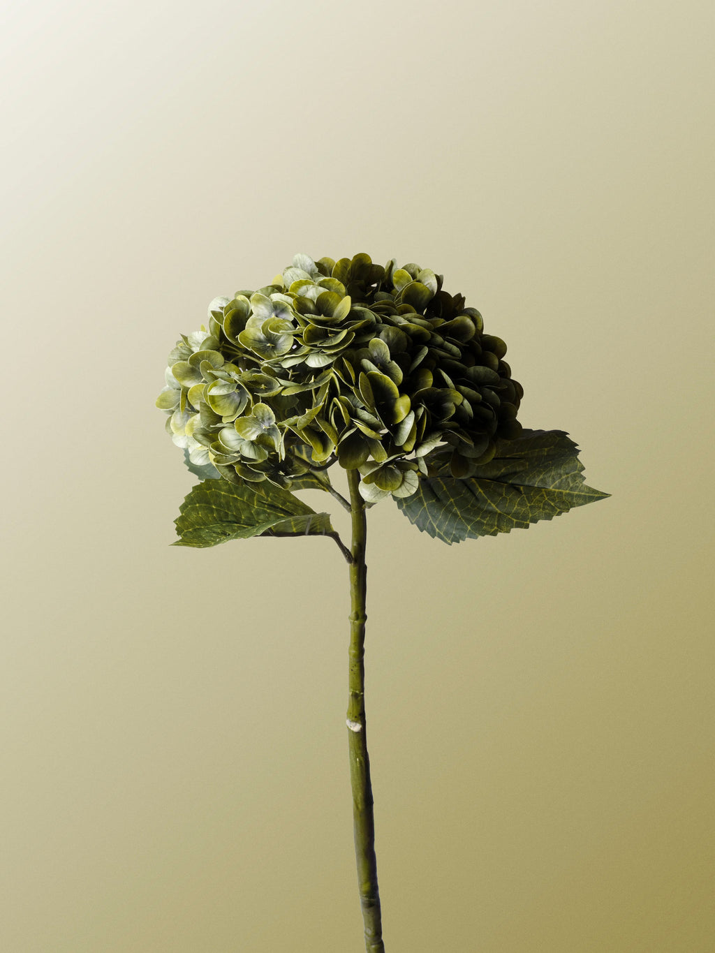 Olive hydrangea-DET-portrait