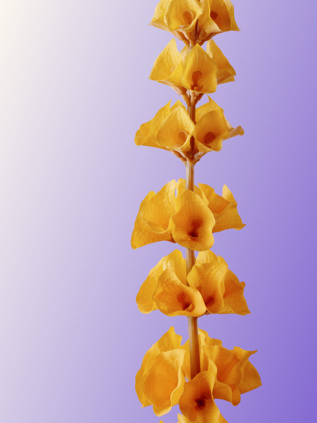Orange Bells of Ireland-DET-portrait