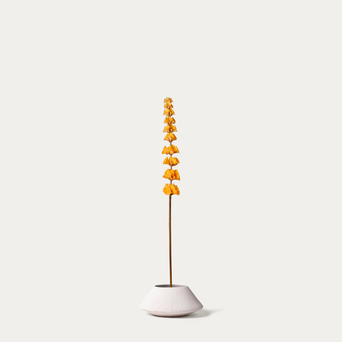 Orange Bells of Ireland-FLOW-PDP