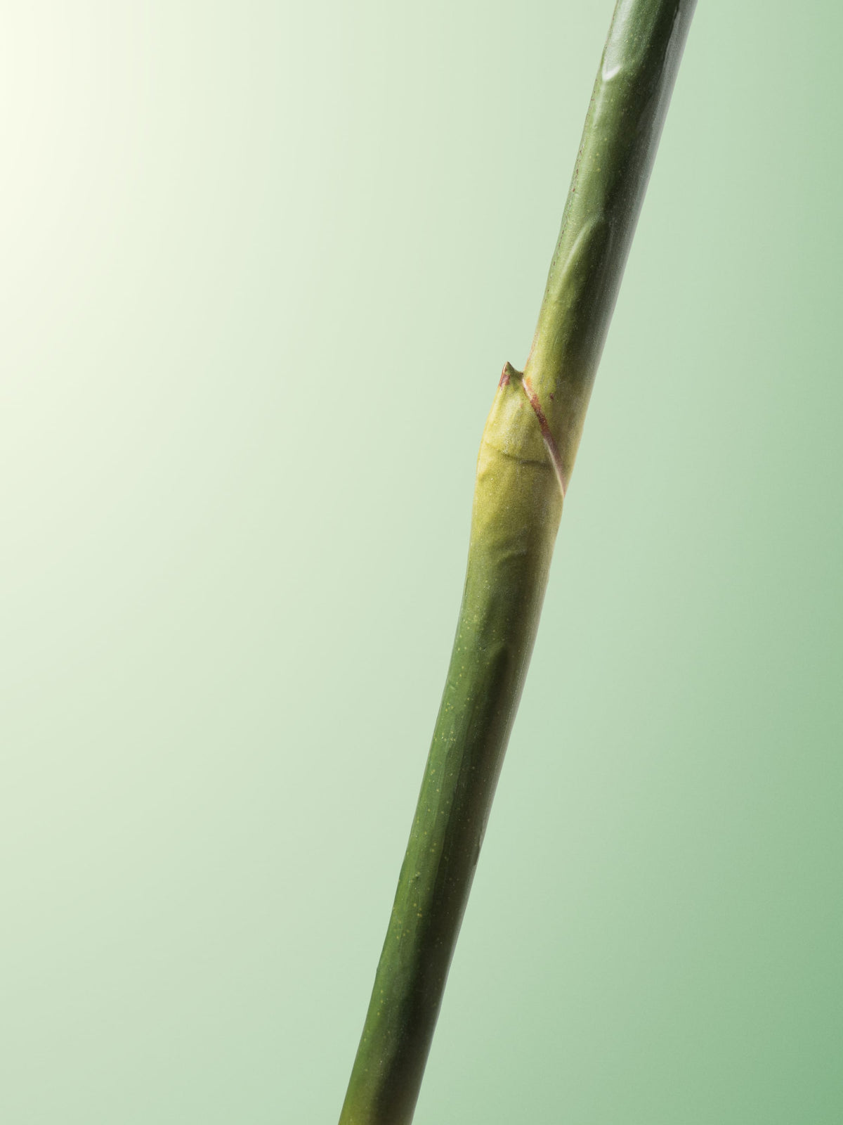 Orange bird of paradise-DET-portrait