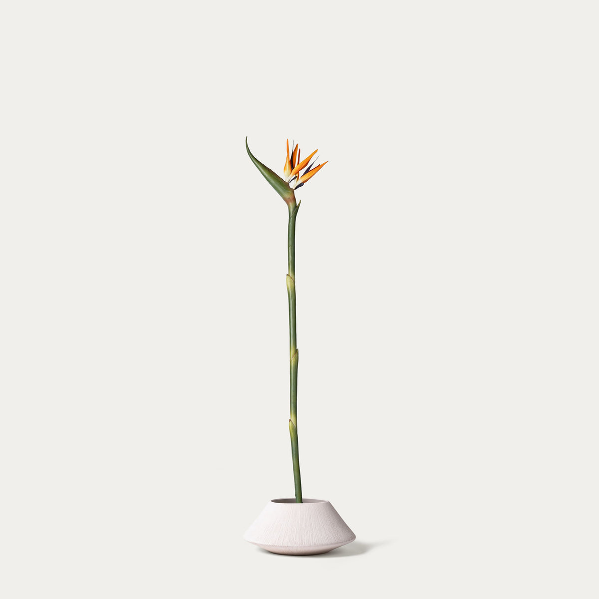 Orange bird of paradise-FLOW-PDP