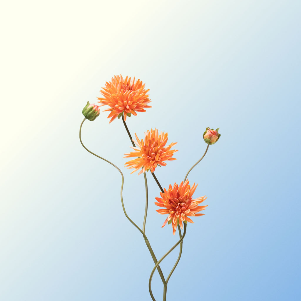 Orange cactus dahlia (five heads)-DET-PDP