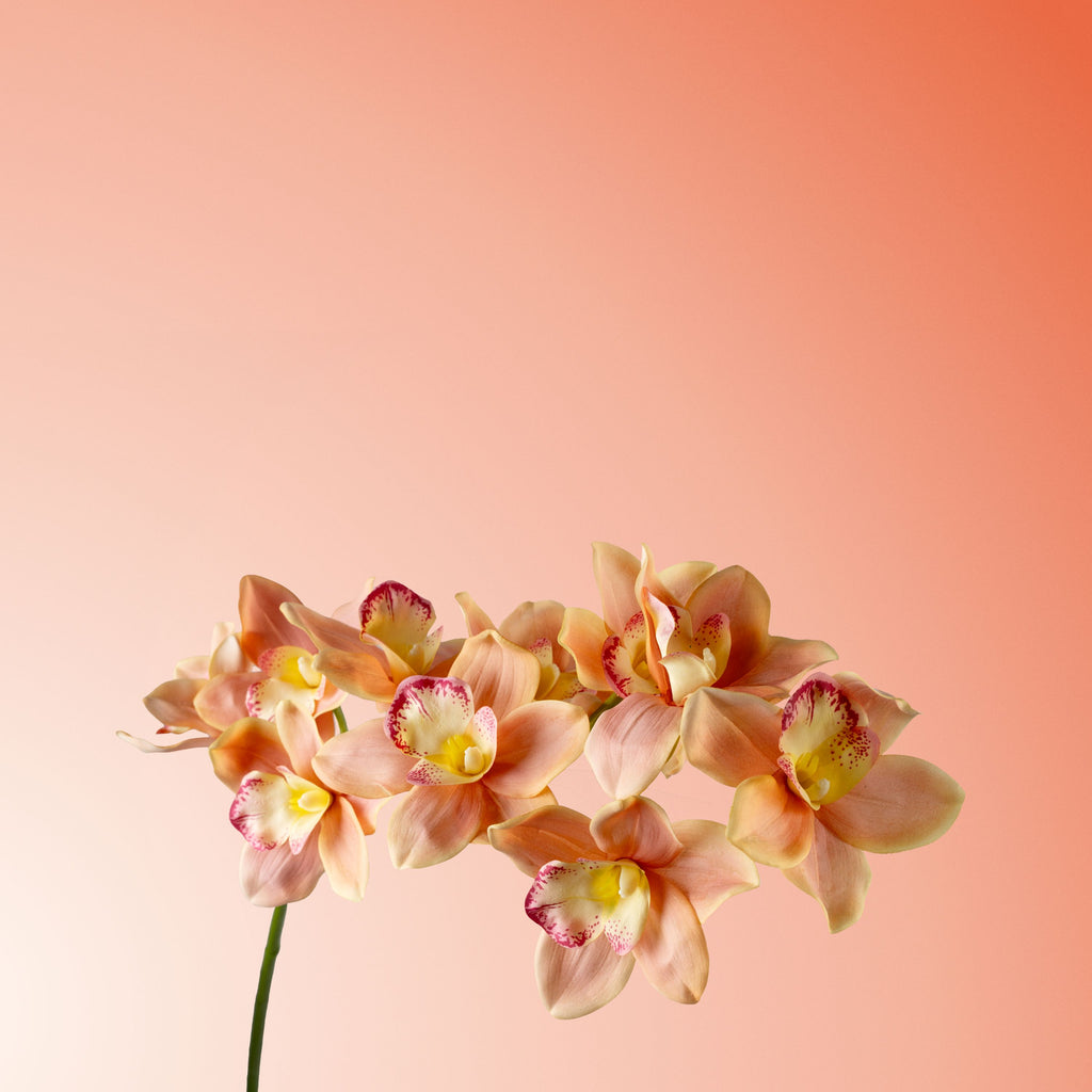 Orange cymbidium orchid-DET-PDP
