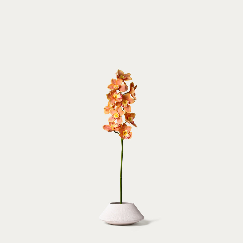 Orange cymbidium orchid-FLOW-PDP