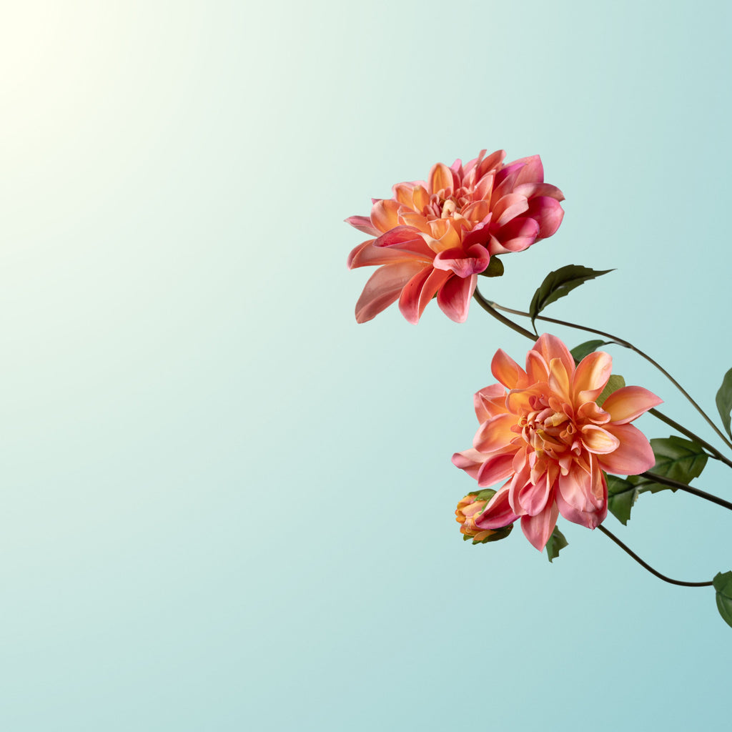 Orange dahlia with three heads-DET-PDP
