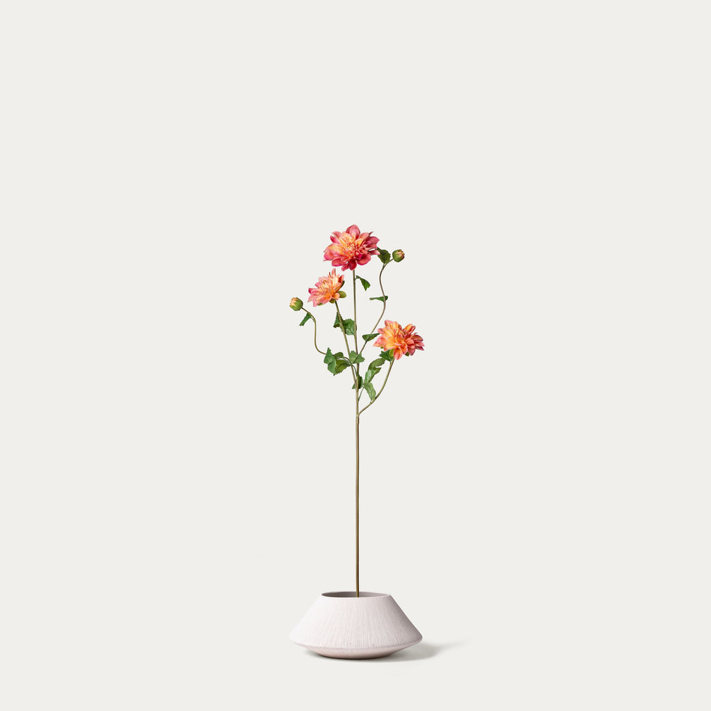 Orange dahlia with three heads-FLOW-PDP
