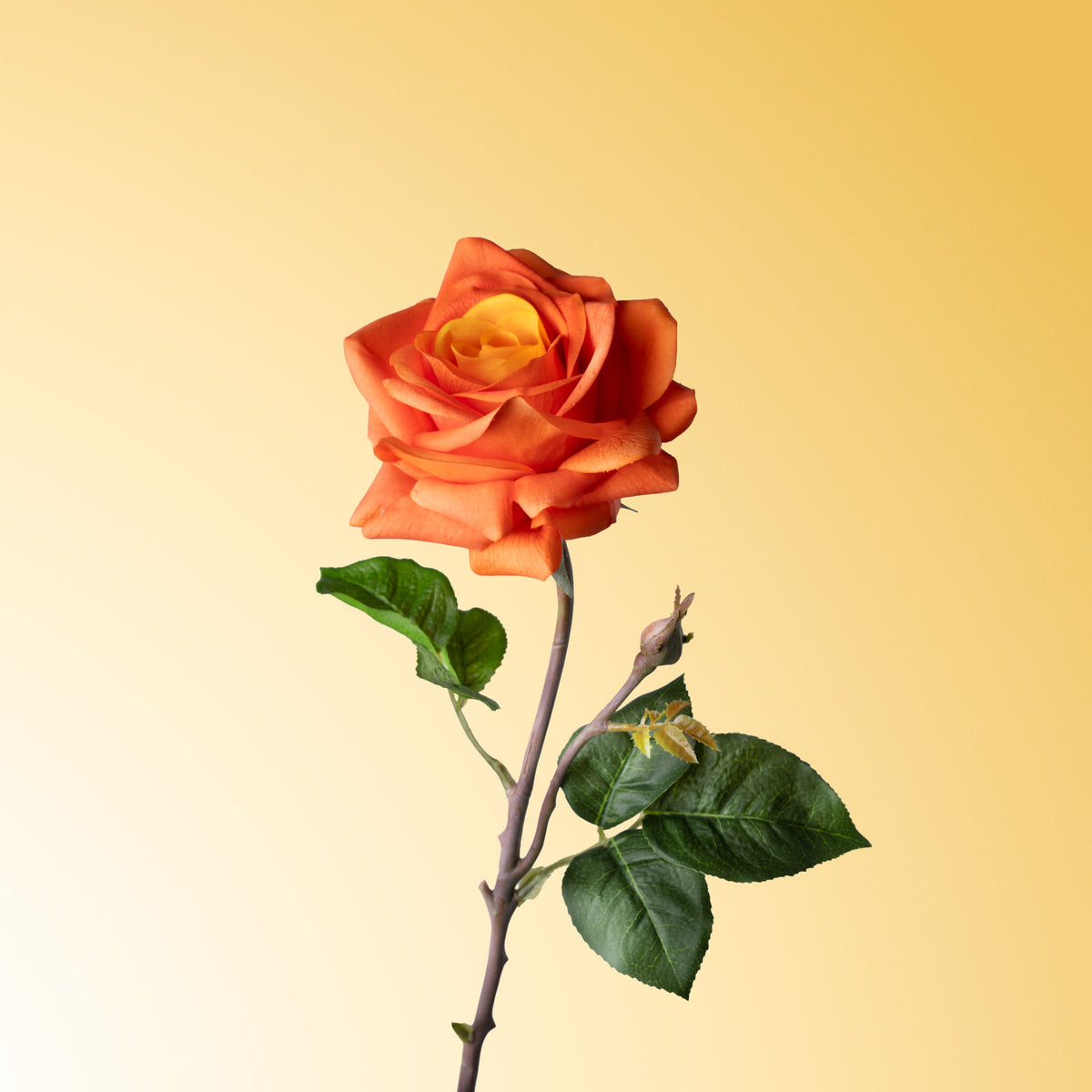 Orange rose-DET-PDP