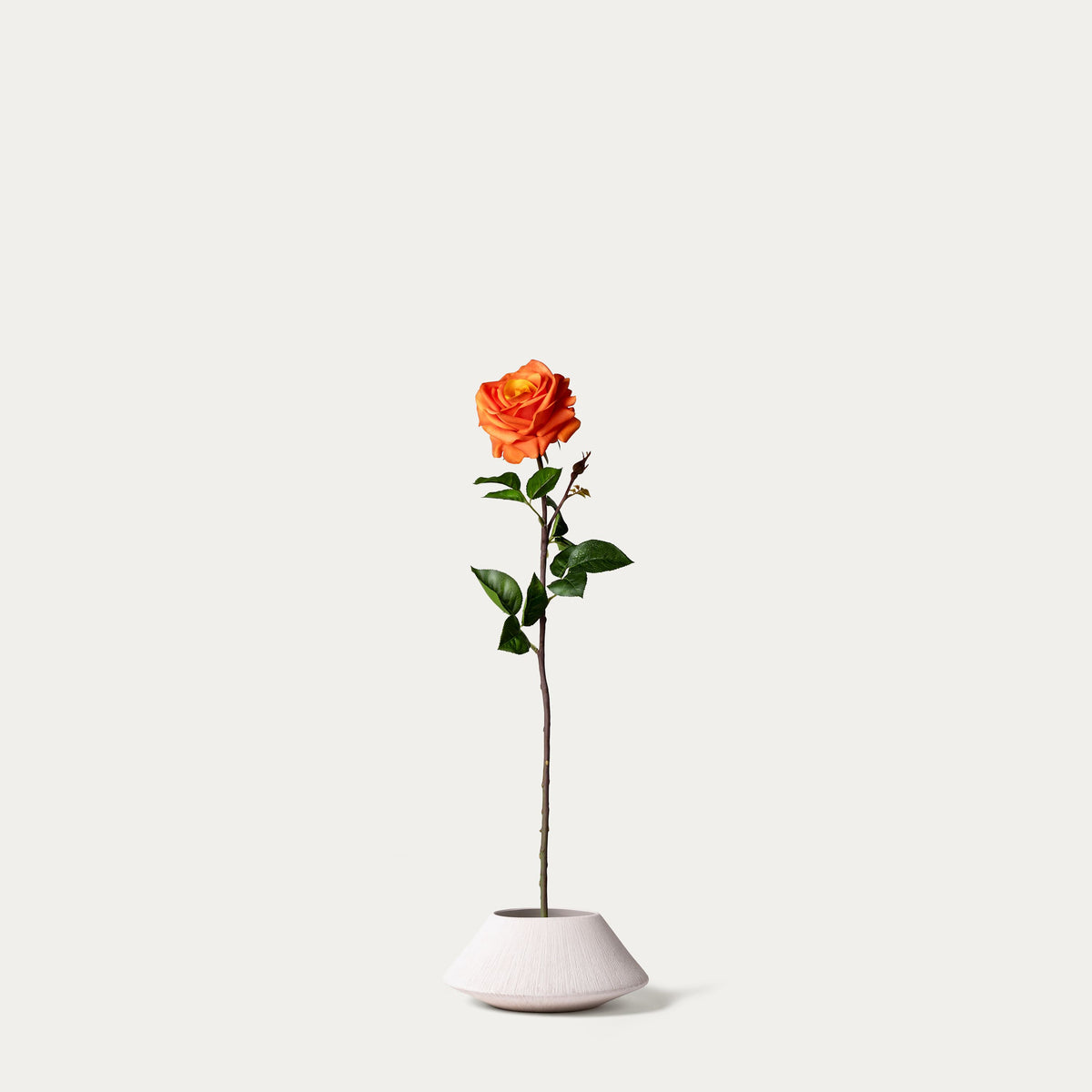 Orange rose-FLOW-PDP