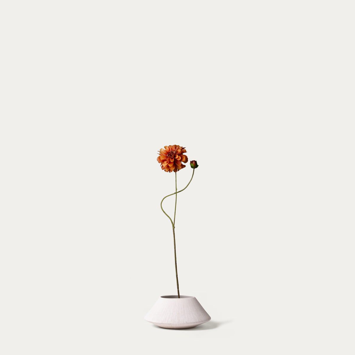 Orange zinnia-FLOW-PDP