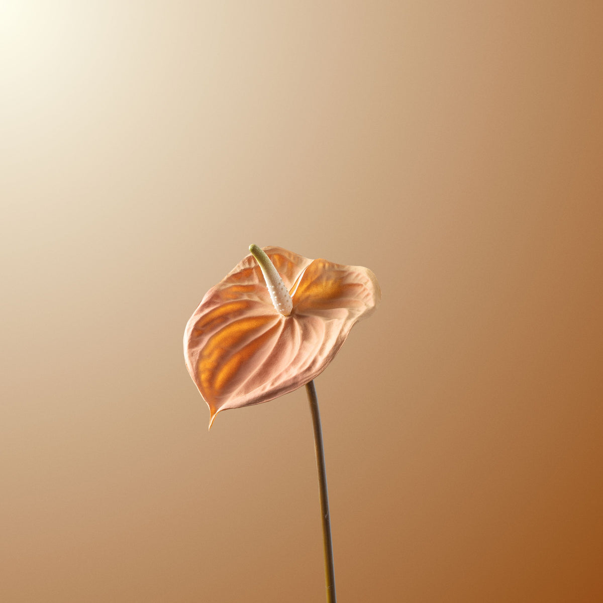 Peach anthurium-DET-PDP