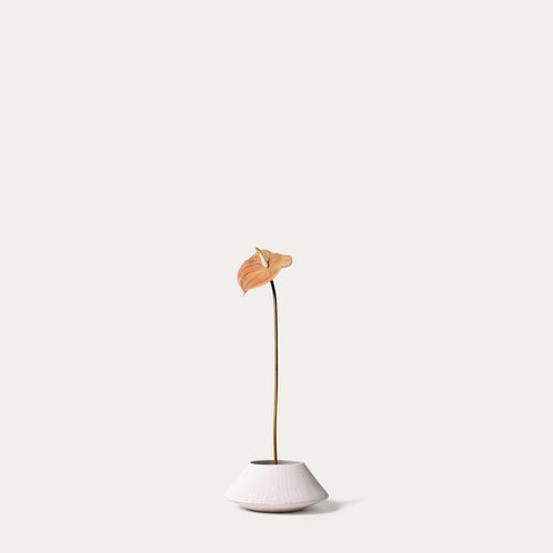 Peach anthurium-FLOW-PDP