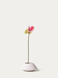 Pink anthurium-FLOW-PDP