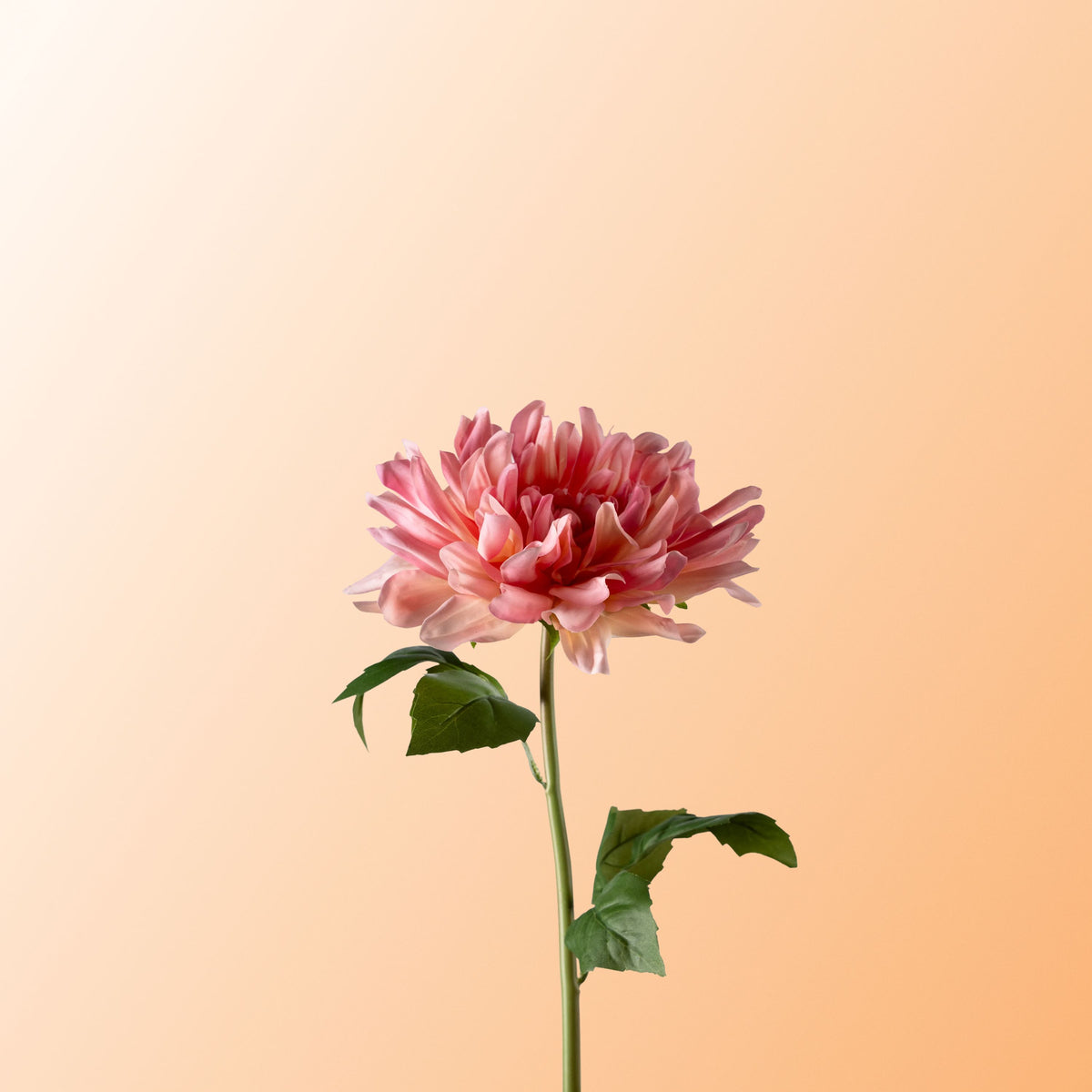 Pink cactus dahlia-DET-PDP