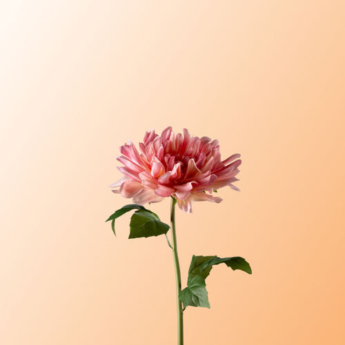 Pink cactus dahlia-DET-PDP