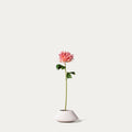 Pink cactus dahlia-FLOW-PDP
