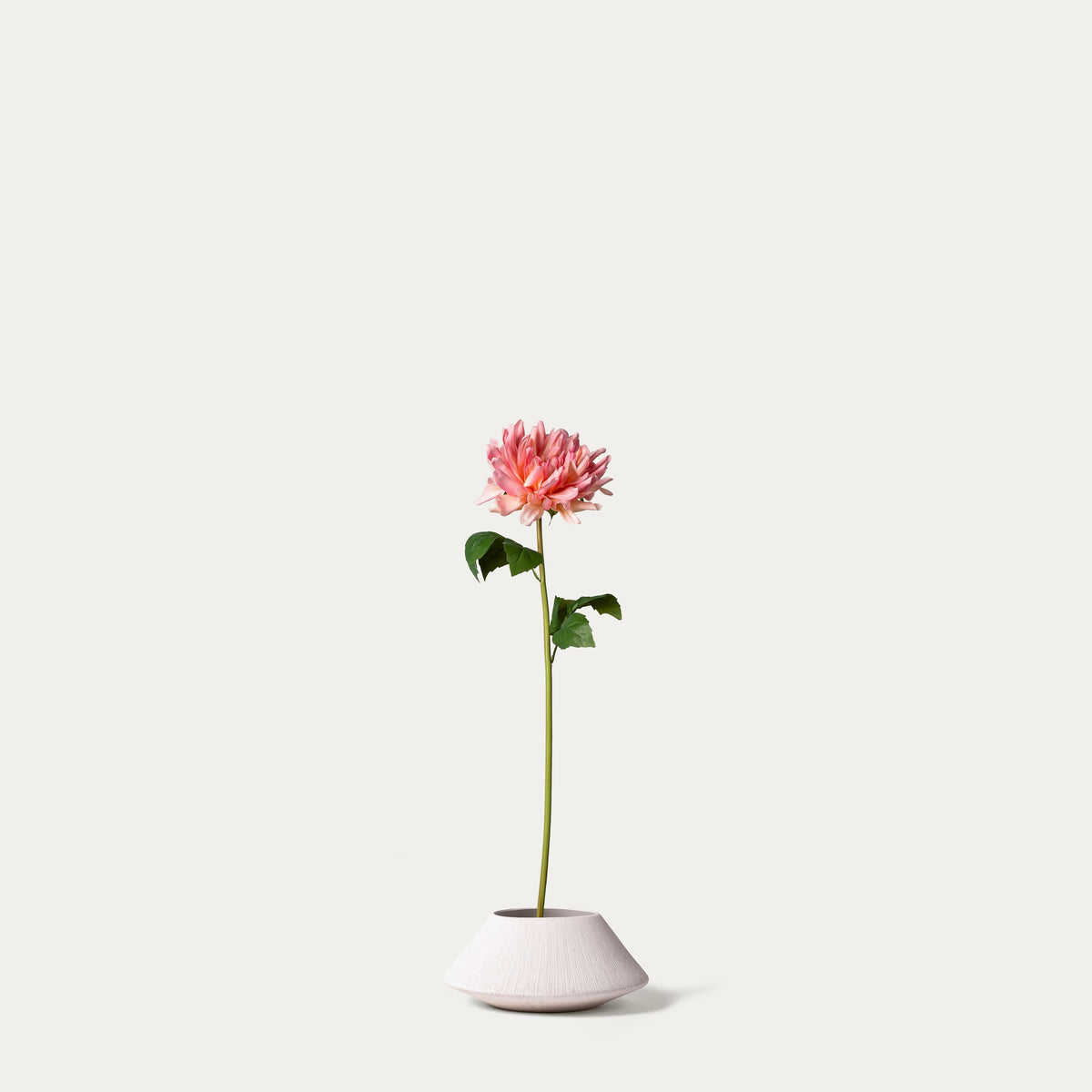Pink cactus dahlia-FLOW-PDP