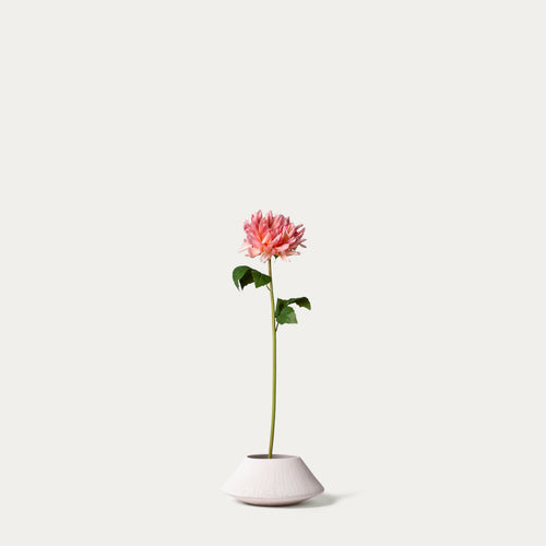 Pink cactus dahlia-FLOW-PDP