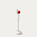Pink dahlia-FLOW-PDP