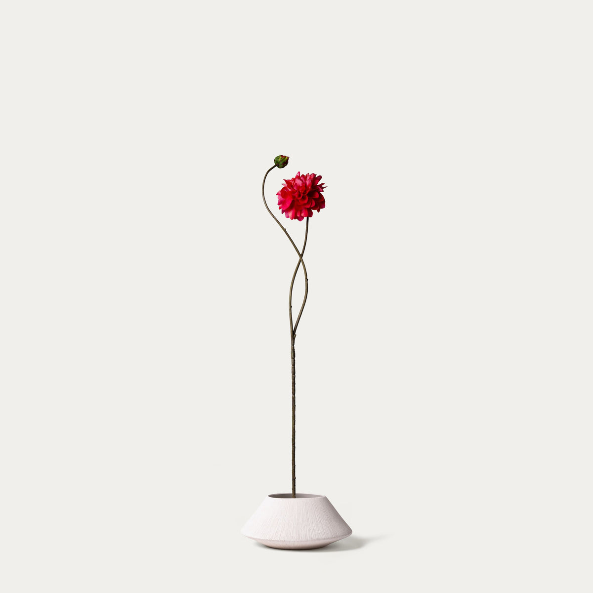 Pink dahlia-FLOW-PDP