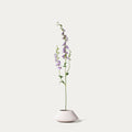 Pink delphinium-FLOW-PDP
