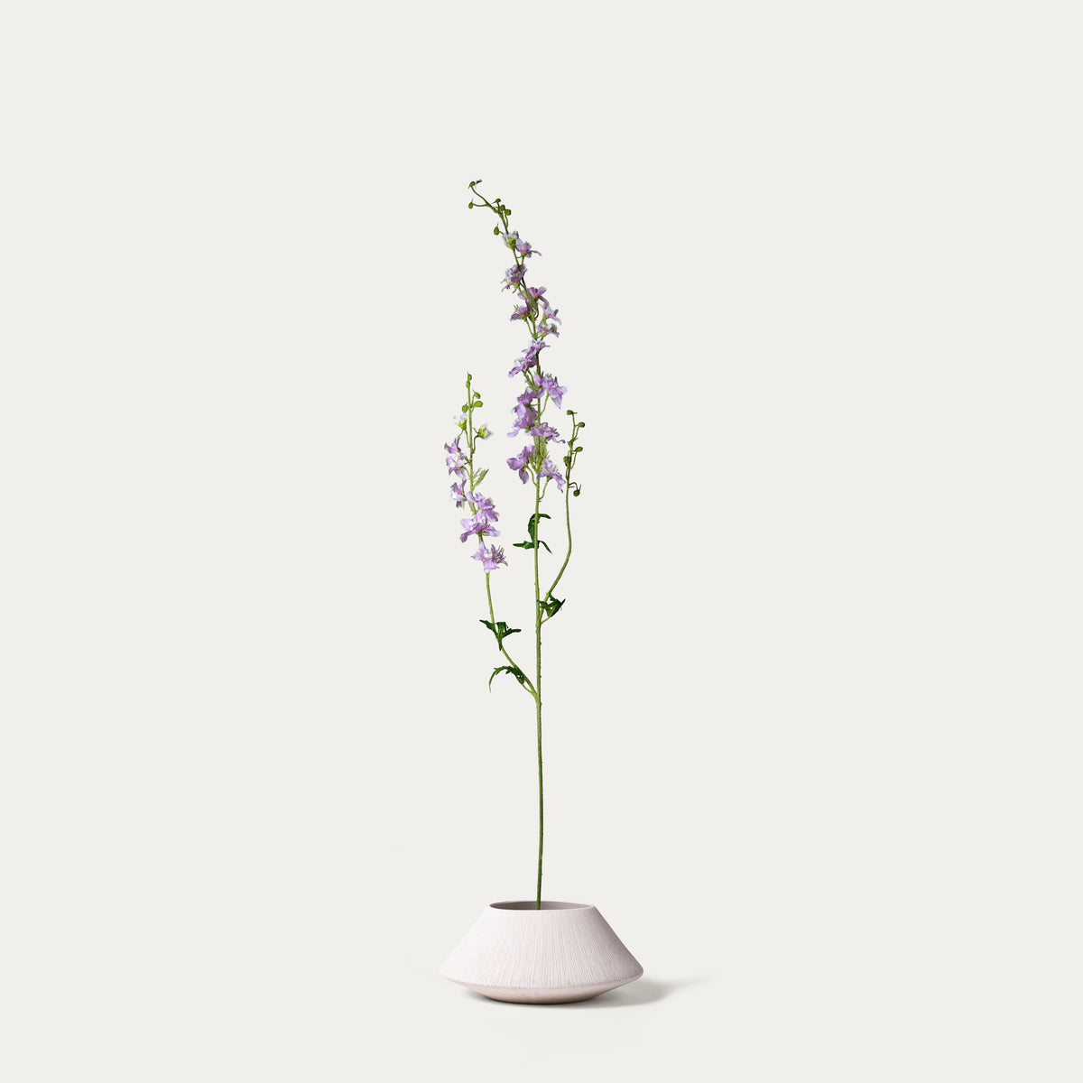 Pink delphinium-FLOW-PDP