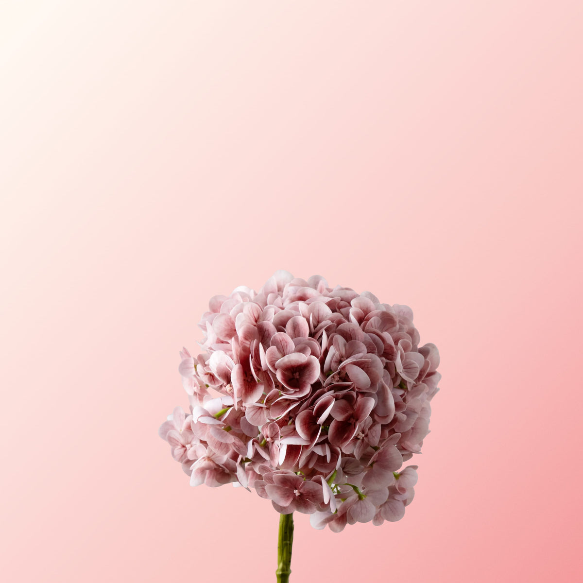 Pink hydrangea-DET-PDP