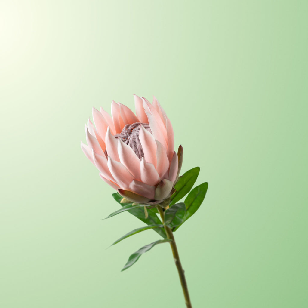Pink king protea-DET-PDP